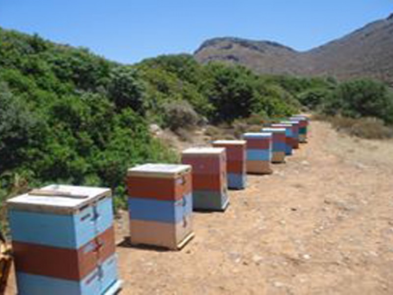 beekeeping10