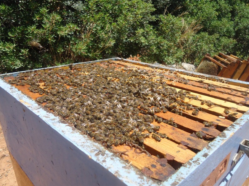 beekeeping11