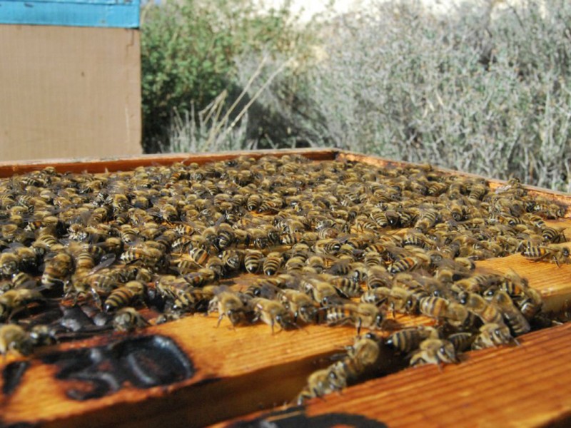 beekeeping14