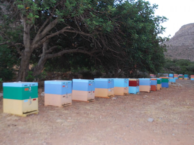 beekeeping3
