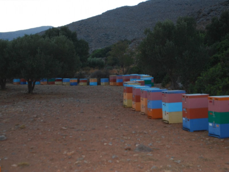 beekeeping6
